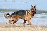 BERGER ALLEMAND 653
